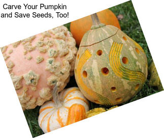 Carve Your Pumpkin and Save Seeds, Too!