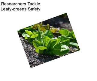 Researchers Tackle Leafy-greens Safety