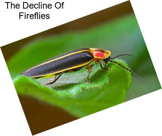 The Decline Of Fireflies