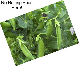 No Rotting Peas Here!