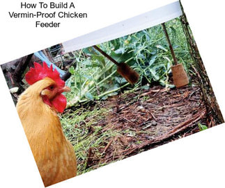 How To Build A Vermin-Proof Chicken Feeder