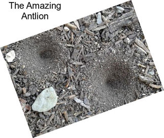 The Amazing Antlion