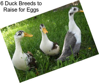 6 Duck Breeds to Raise for Eggs