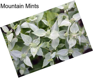 Mountain Mints