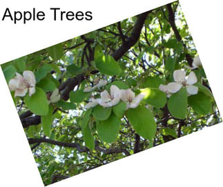 Apple Trees