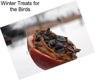 Winter Treats for the Birds