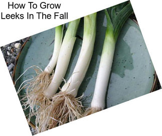 How To Grow Leeks In The Fall