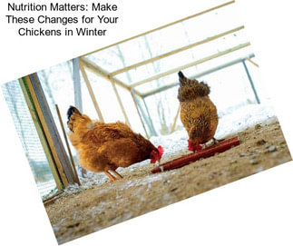 Nutrition Matters: Make These Changes for Your Chickens in Winter