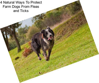 4 Natural Ways To Protect Farm Dogs From Fleas and Ticks