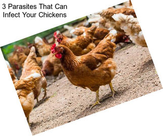 3 Parasites That Can Infect Your Chickens