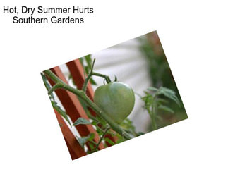 Hot, Dry Summer Hurts Southern Gardens