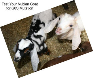 Test Your Nubian Goat for G6S Mutation