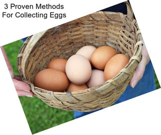 3 Proven Methods For Collecting Eggs