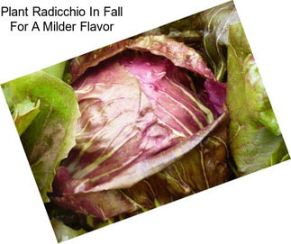 Plant Radicchio In Fall For A Milder Flavor