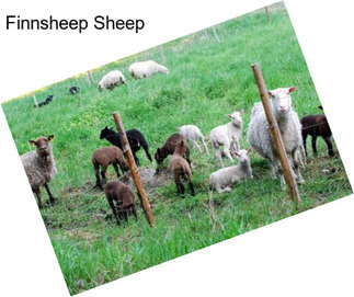 Finnsheep Sheep