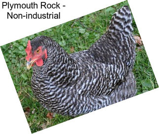 Plymouth Rock - Non-industrial