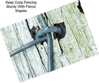 Keep Coop Fencing Sturdy With Fence Staples