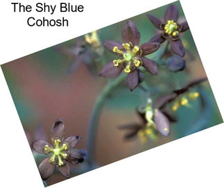 The Shy Blue Cohosh