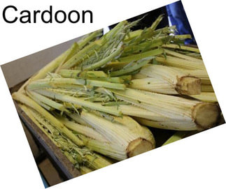 Cardoon