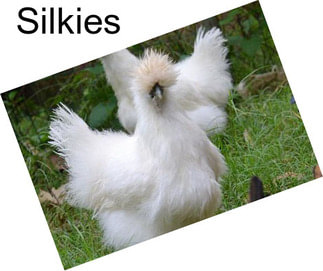 Silkies