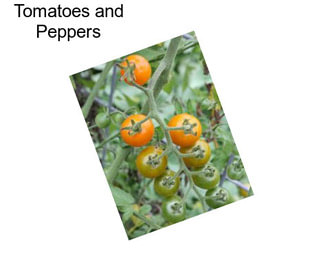 Tomatoes and Peppers