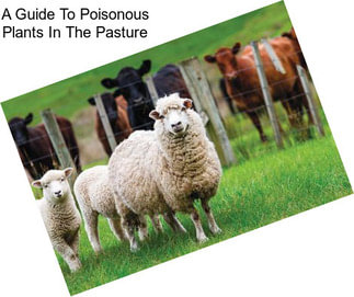 A Guide To Poisonous Plants In The Pasture