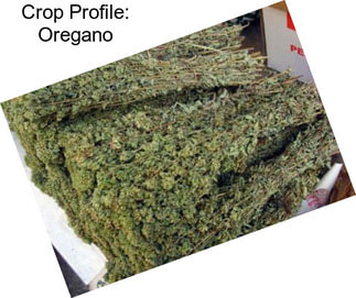 Crop Profile: Oregano