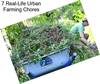 7 Real-Life Urban Farming Chores