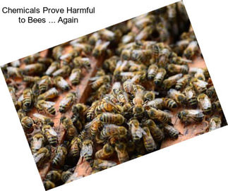 Chemicals Prove Harmful to Bees ... Again