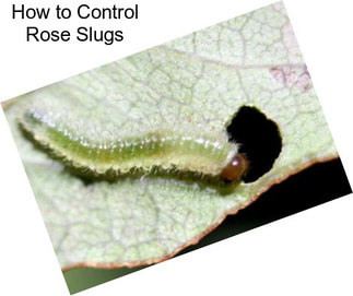 How to Control Rose Slugs