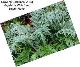 Growing Cardoons: A Big Vegetable With Even Bigger Flavor