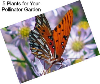 5 Plants for Your Pollinator Garden