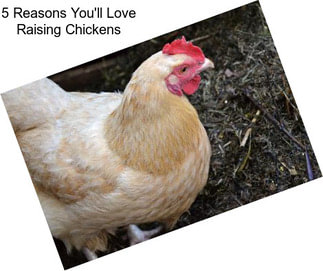 5 Reasons You\'ll Love Raising Chickens