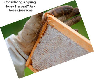 Considering a Spring Honey Harvest? Ask These Questions