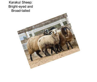 Karakul Sheep: Bright-eyed and Broad-tailed