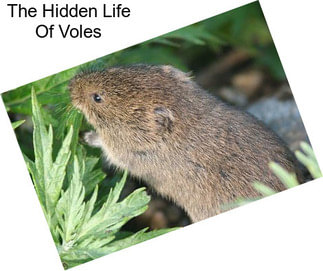 The Hidden Life Of Voles