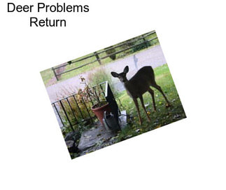 Deer Problems Return