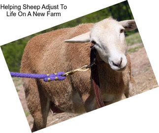 Helping Sheep Adjust To Life On A New Farm