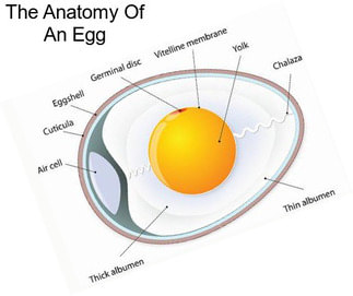 The Anatomy Of An Egg