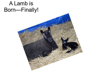 A Lamb is Born—Finally!