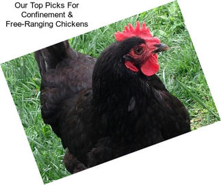 Our Top Picks For Confinement & Free-Ranging Chickens