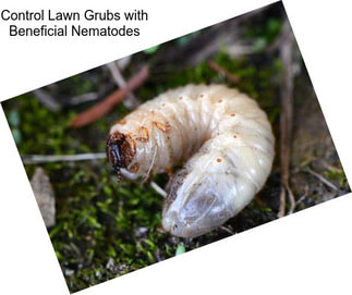 Control Lawn Grubs with Beneficial Nematodes