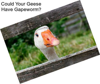 Could Your Geese Have Gapeworm?