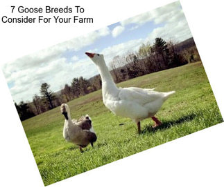 7 Goose Breeds To Consider For Your Farm