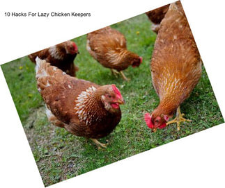 10 Hacks For Lazy Chicken Keepers