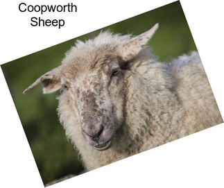 Coopworth Sheep