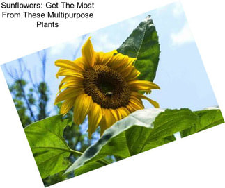 Sunflowers: Get The Most From These Multipurpose Plants