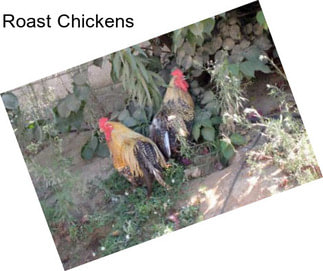 Roast Chickens