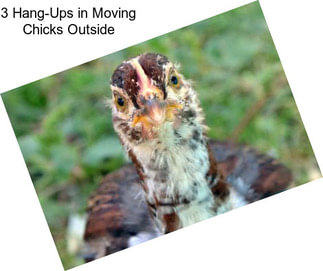 3 Hang-Ups in Moving Chicks Outside