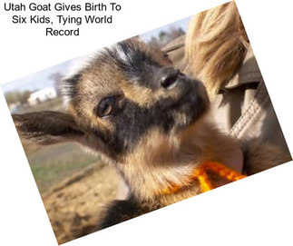 Utah Goat Gives Birth To Six Kids, Tying World Record